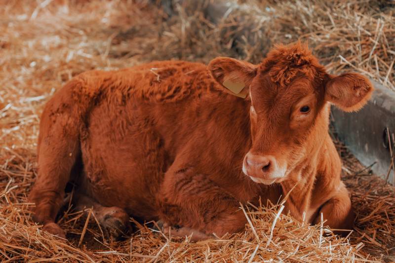 zdjęcie z krową limousine